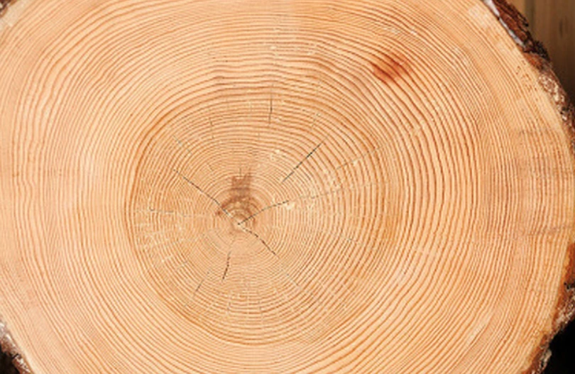 %EC%86%8C%EB%82%98%EB%AC%B4(%EA%B8%88%EA%B0%95%EC%86%A1).png?type=w1