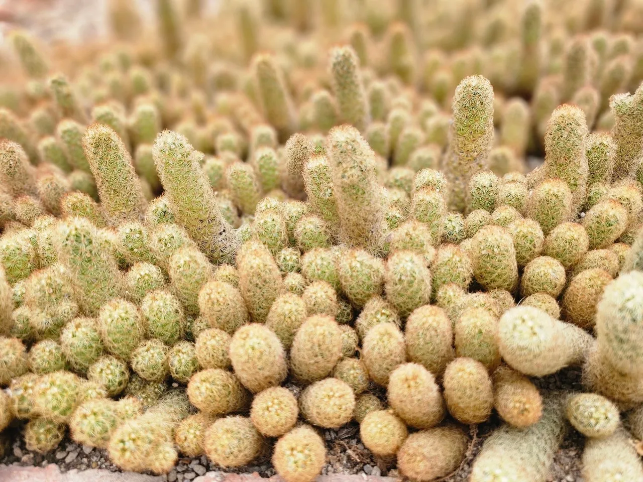 1280%EF%BC%BF20250506%EF%BC%BF134147.jpg?type=w1600