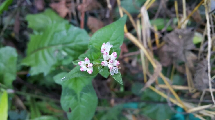 20150927_092824.jpg?type=w1