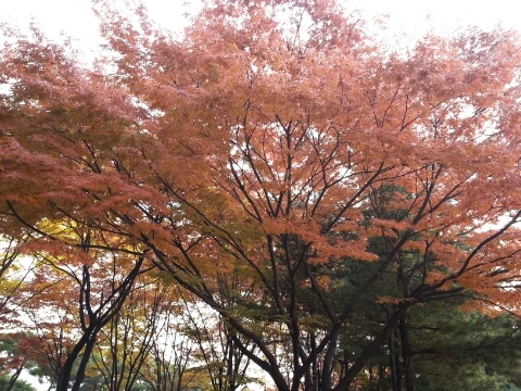 1383476816492_20131103_145905.jpg?type=w1