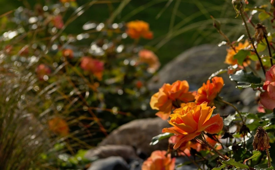 g3c29173af519f5621a367af0963084f74b1450166f60c29ffde957e699abf697bedda853d78.jpg?type=w966