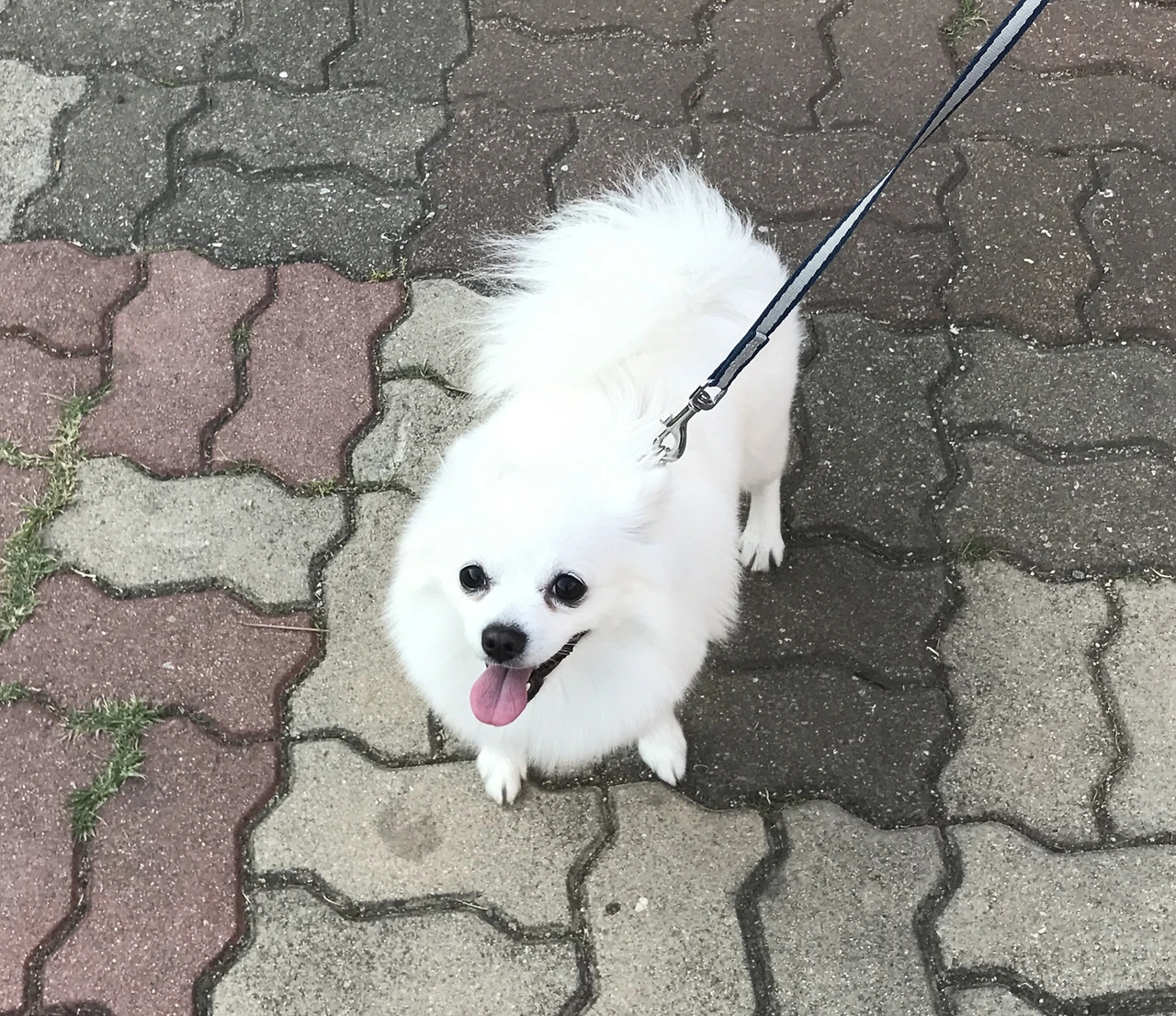 #31. 심장병 강아지(1).jpeg