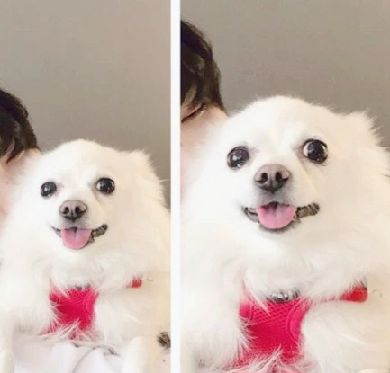 #33. 심장병강아지와 함께한다는 것_한 팀이 되어.jpeg