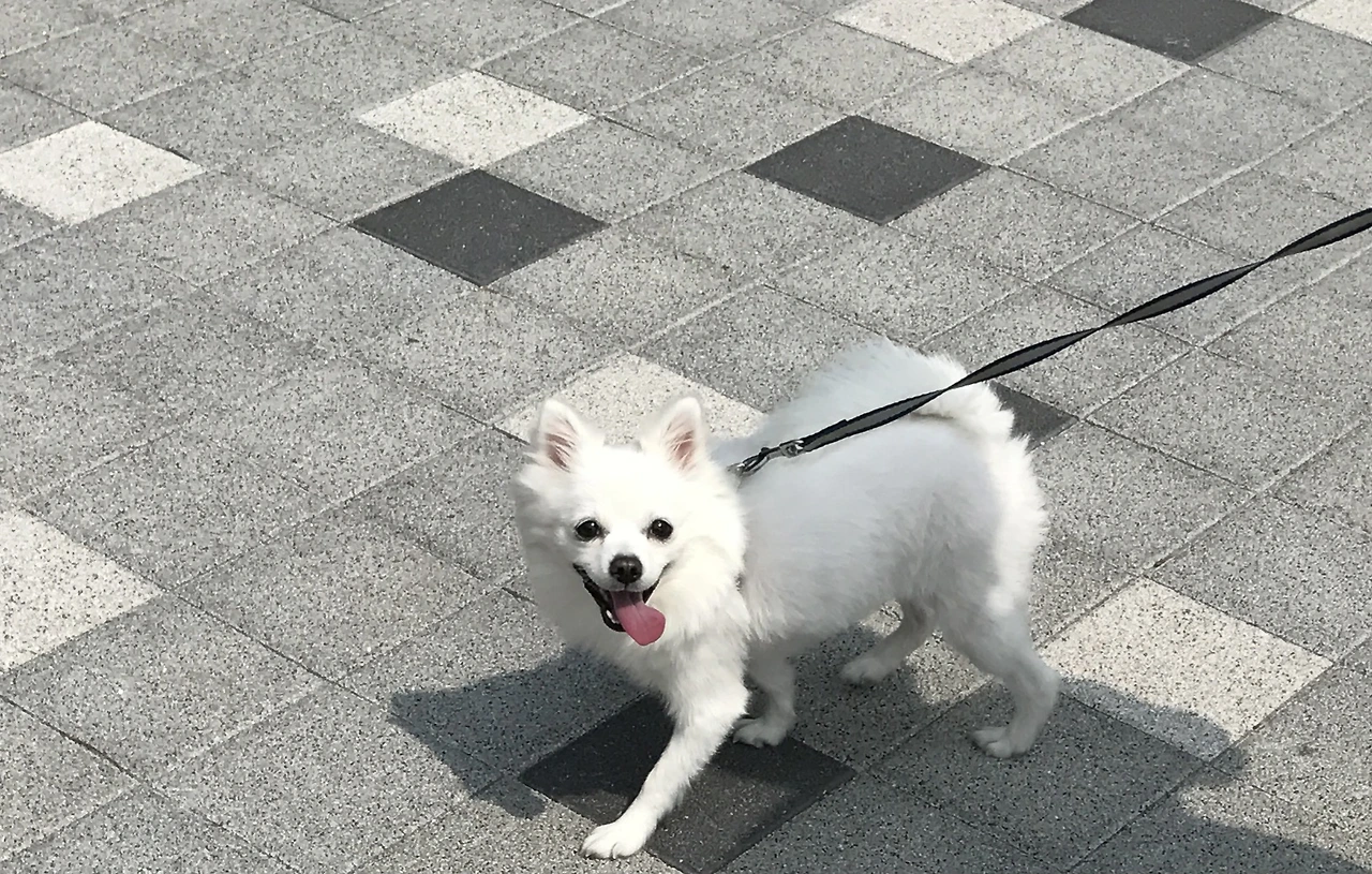 #32. 심장병 강아지와 함께한다는 것(2)_선택과 책임.jpeg