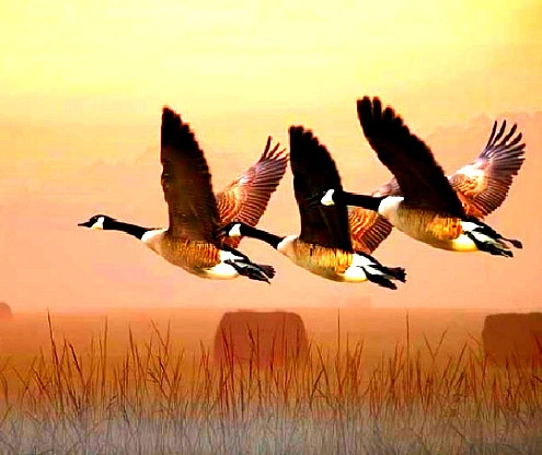 07ad8e1cbf3ba3cebd438d29c007c466fadc3b3e