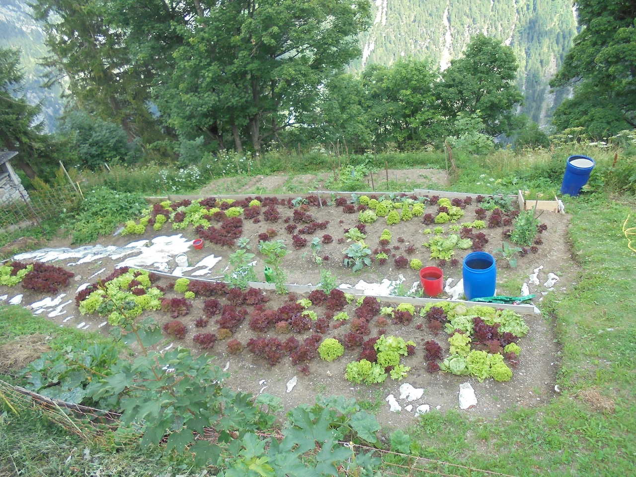 20170714 40일간 유럽15개국 여행 스위스 융프라우 기차와 곤돌라, 케이블카 타고 구경, Thun호수 (210).JPG