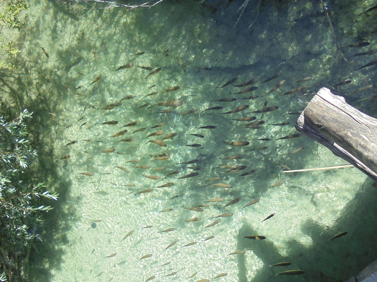20170728 40일간 유럽15개국 여행 크로아티아 플리트비체 호수 국립공원 (123).JPG