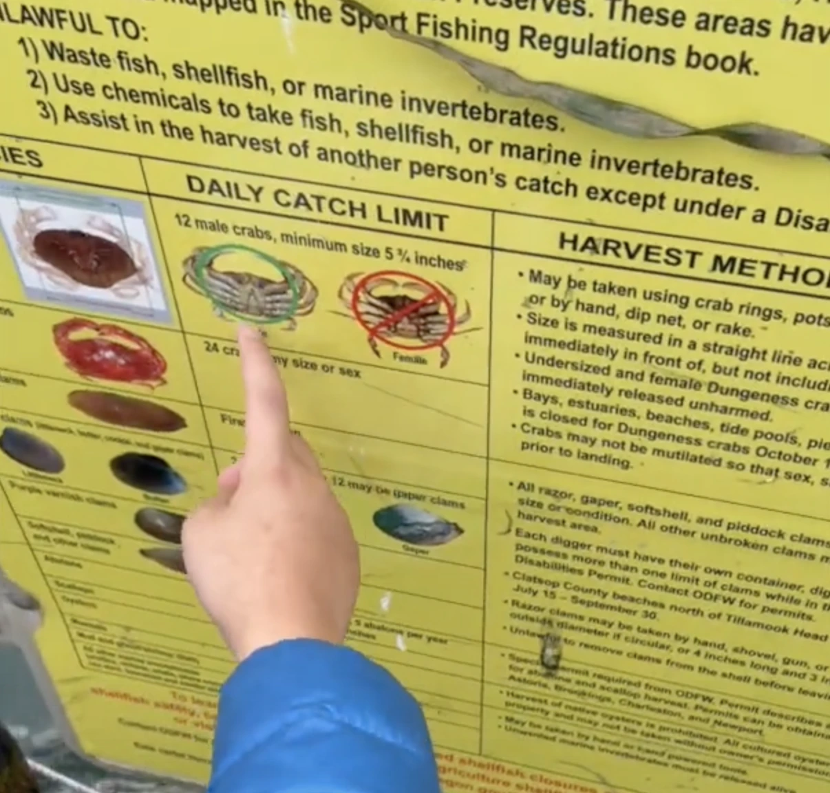 crab daily limit.jpeg