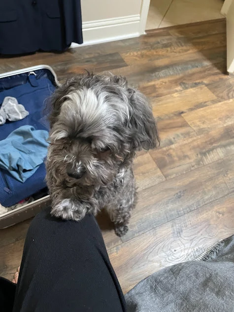 텍사스-할머니 강아지.jpeg