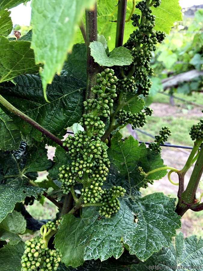 2016-11-25_at_12.24.13.jpg?type=w773