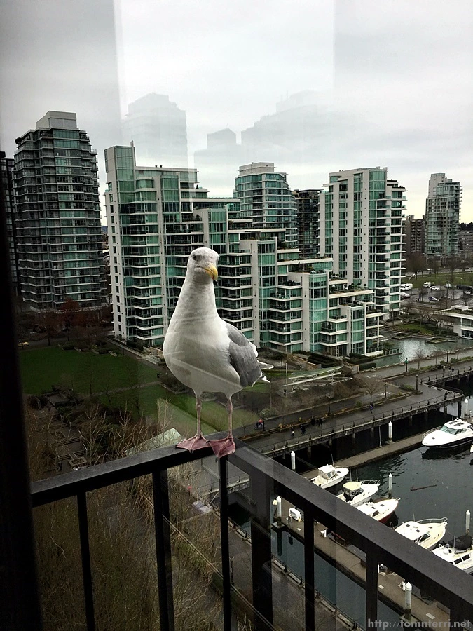 2016-02-08_at_04.20.46.jpg?type=w773