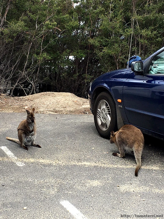 2016-11-22_at_09.46.47.jpg?type=w773