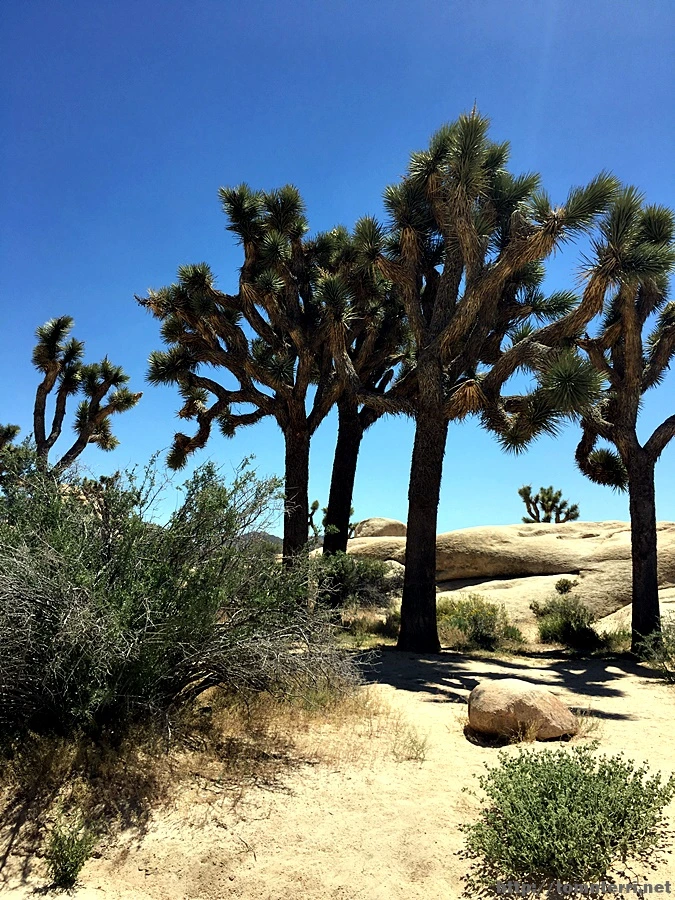 2017-05-05_at_05.27.53.jpg?type=w773