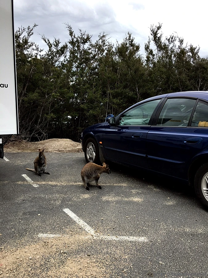 2016-11-22_at_09.46.42.jpg?type=w773