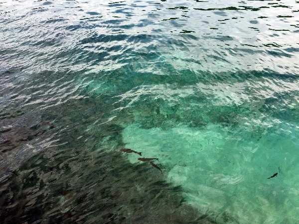 image_3408264911469329773037.jpg?type=w773