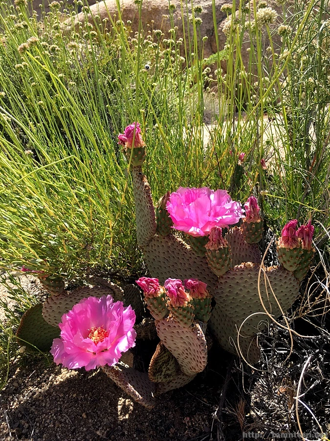 2017-05-05_at_05.46.37.jpg?type=w773