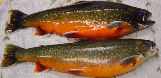 mature_arctic_char.jpg?type=w773