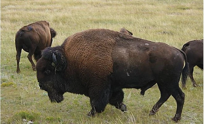 buffalo-vs-bison-meat_HomeMedium.jpg?type=w773