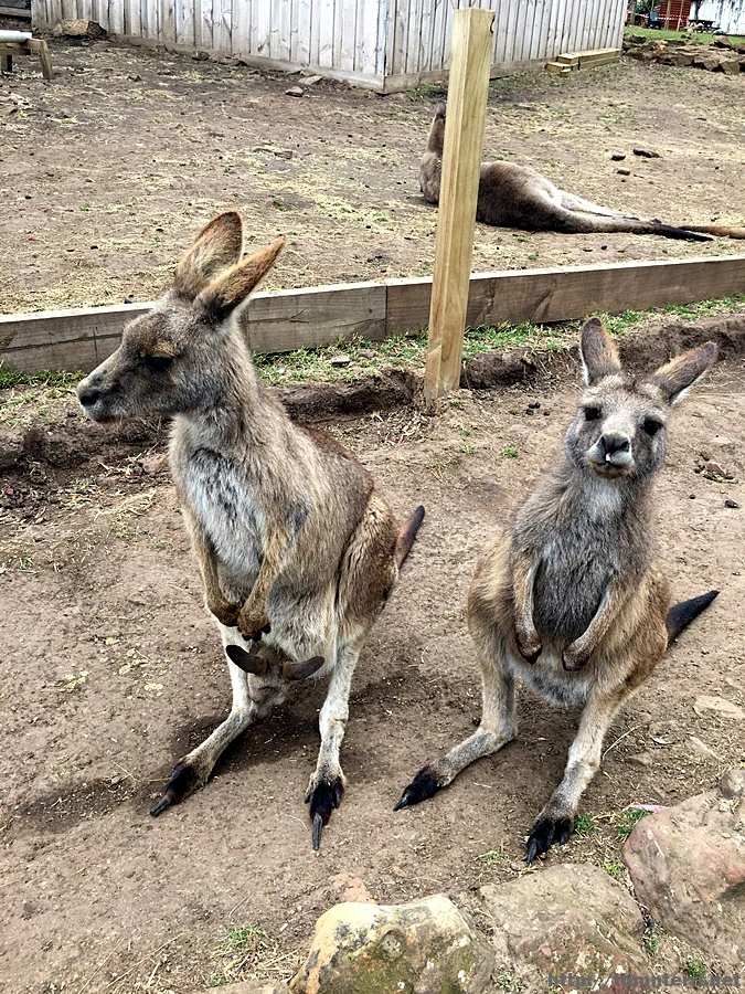 2016-11-25_at_09.06.03.jpg?type=w773