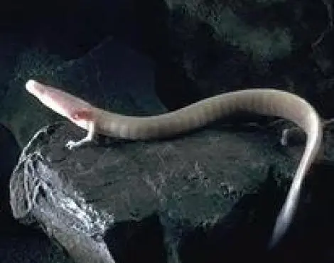 olm3.jpg?type=w773