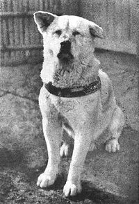 200px-Hachiko.JPG