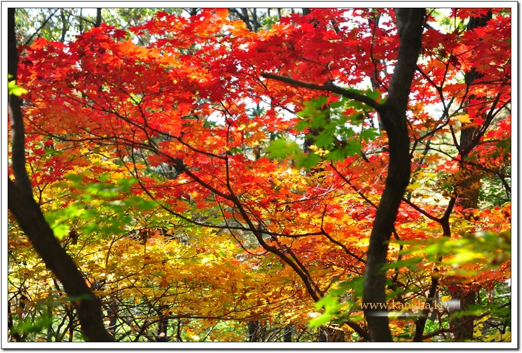 99A59E4E5BCDF0043D4980