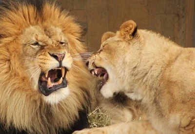 16685791461_ce1130372f_z.jpg?type=w1