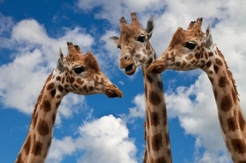 giraffes-627031_640.jpg?type=w1