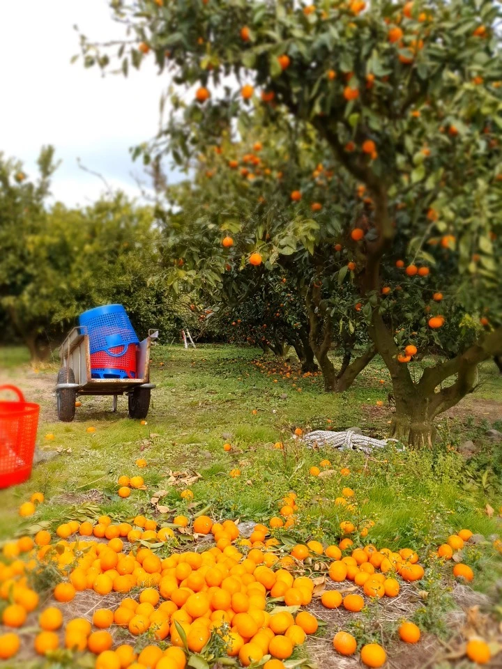 KakaoTalk_20210116_181352459.jpg?type=w1600