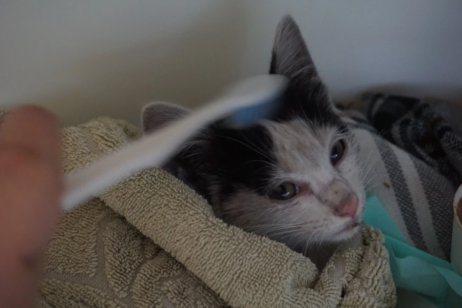 DSC03602.JPG?type=w1