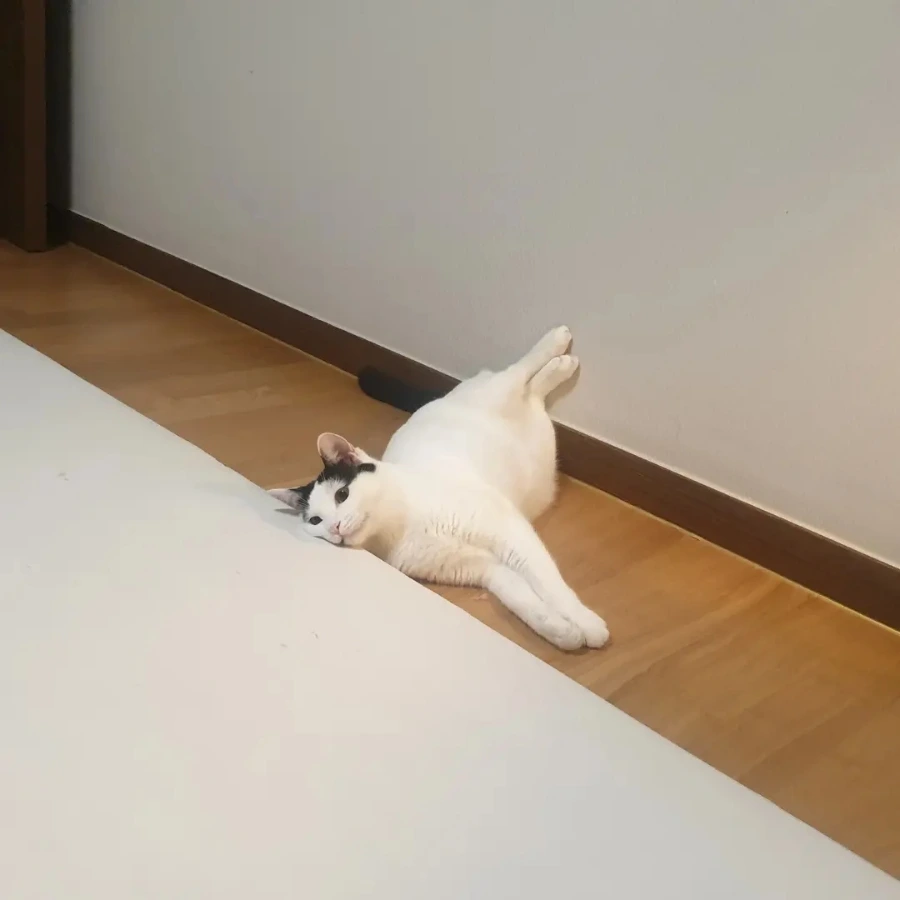 IMG%EF%BC%BF20220901%EF%BC%BF122443%EF%BC%BF372.jpg?type=w1