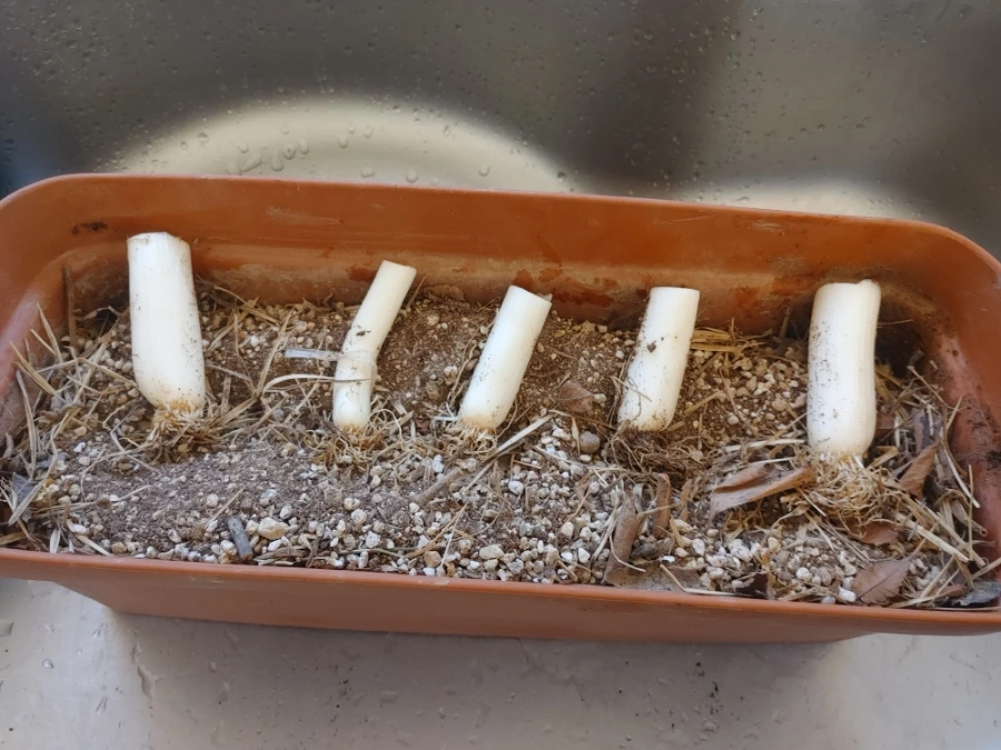 900%EF%BC%BF20251230%EF%BC%BF104238%EF%BC%BFHDR.jpg?type=w1