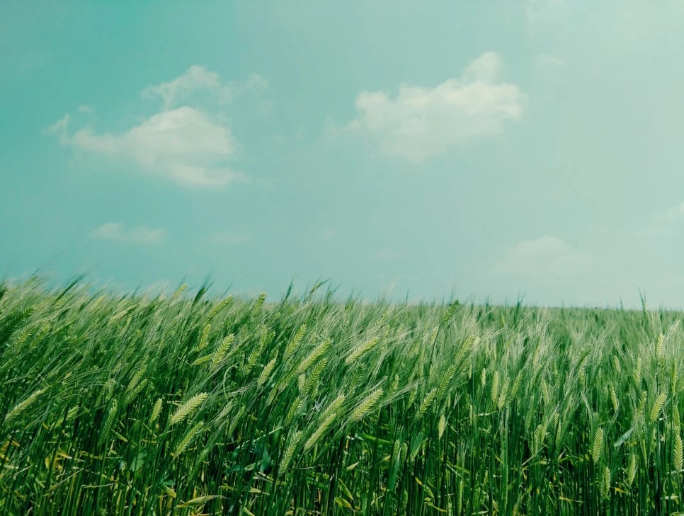 ALLOWTO_PHOTO_20170922223833_STANDARD.jpg?type=w966