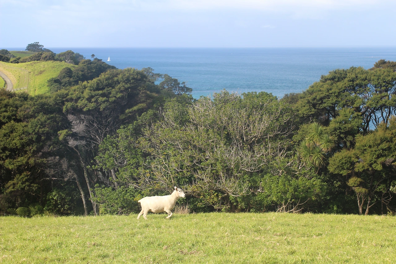 뉴질랜드 (43).JPG