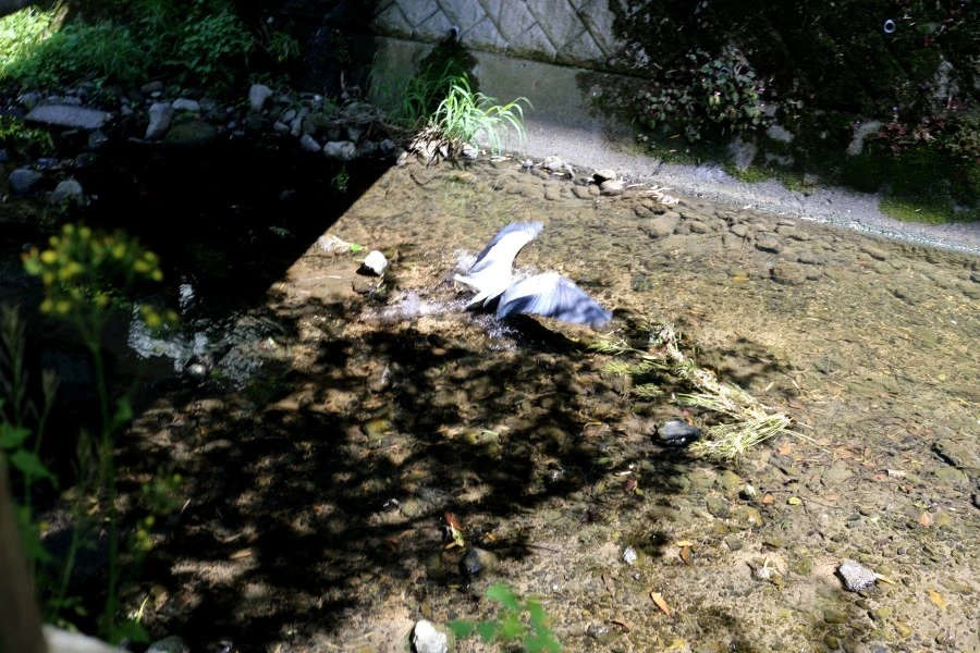 %C7%C1%B8%AE%BA%CF98.JPG?type=w1