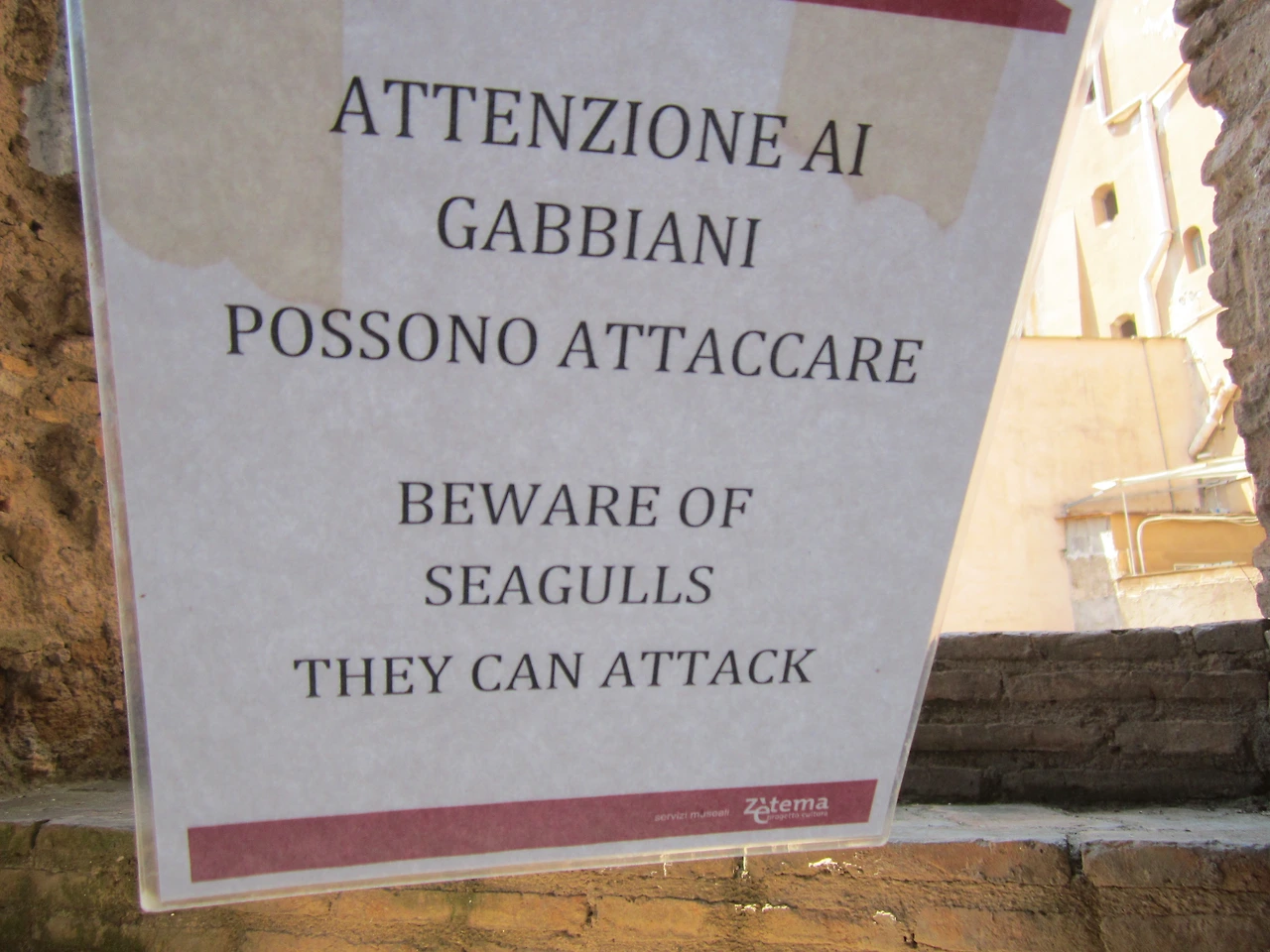 IMG_0559 SEAGULL ATTACK.JPG