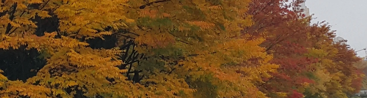 느티나무_2015-11-08  08-43-01.jpg