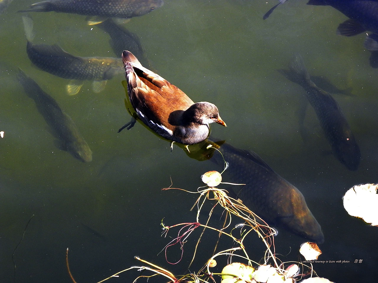 DSCN3247 - 복사본.JPG