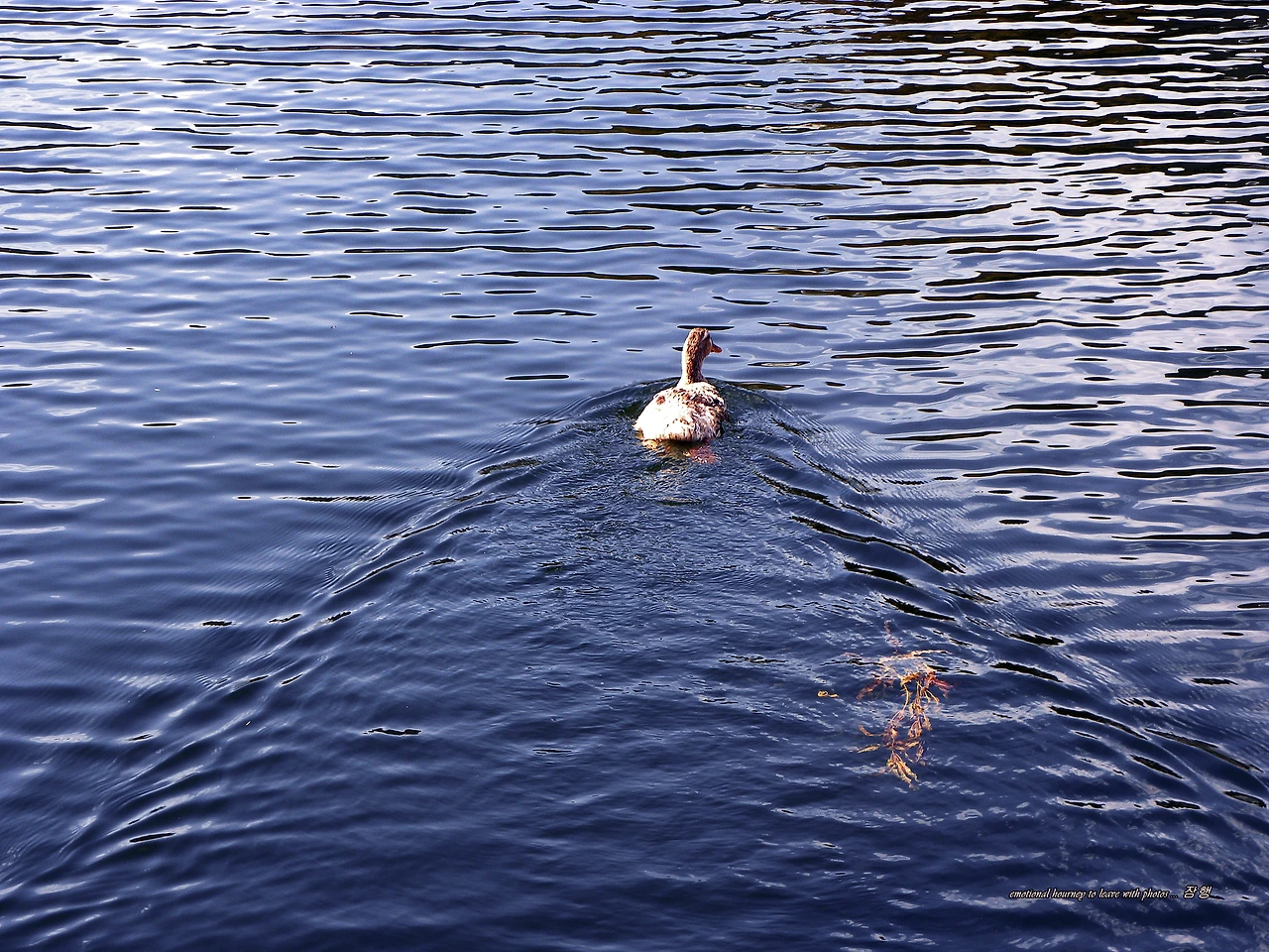 DSCN3249 - 복사본.JPG