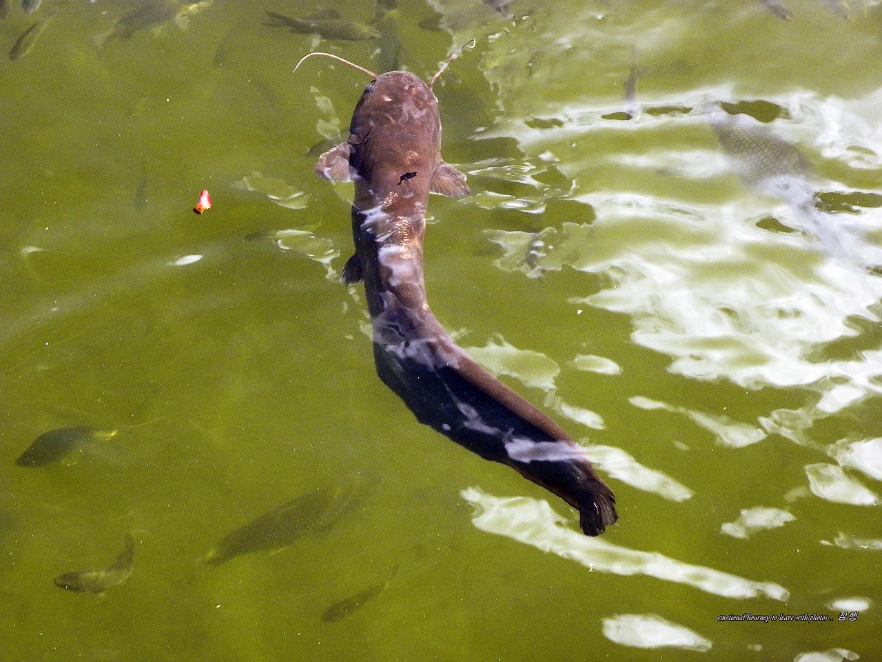 DSCN3245 - 복사본.JPG