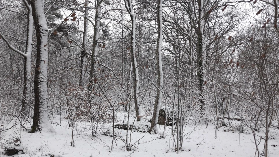 20181222_103239.jpg?type=w966