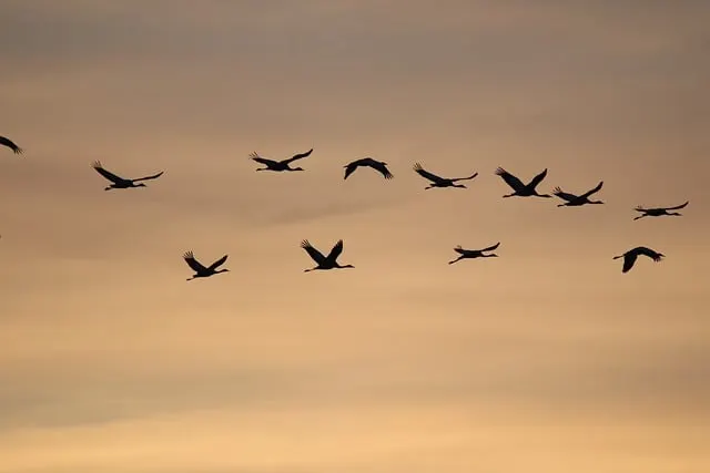 common-cranes-geb353ece7_640.jpg?type=w1