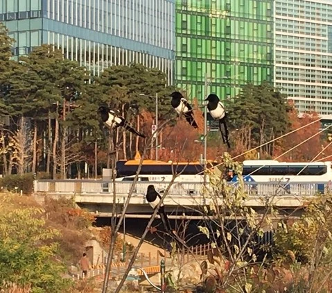 KakaoTalk_20171114_105744439.jpg?type=w2