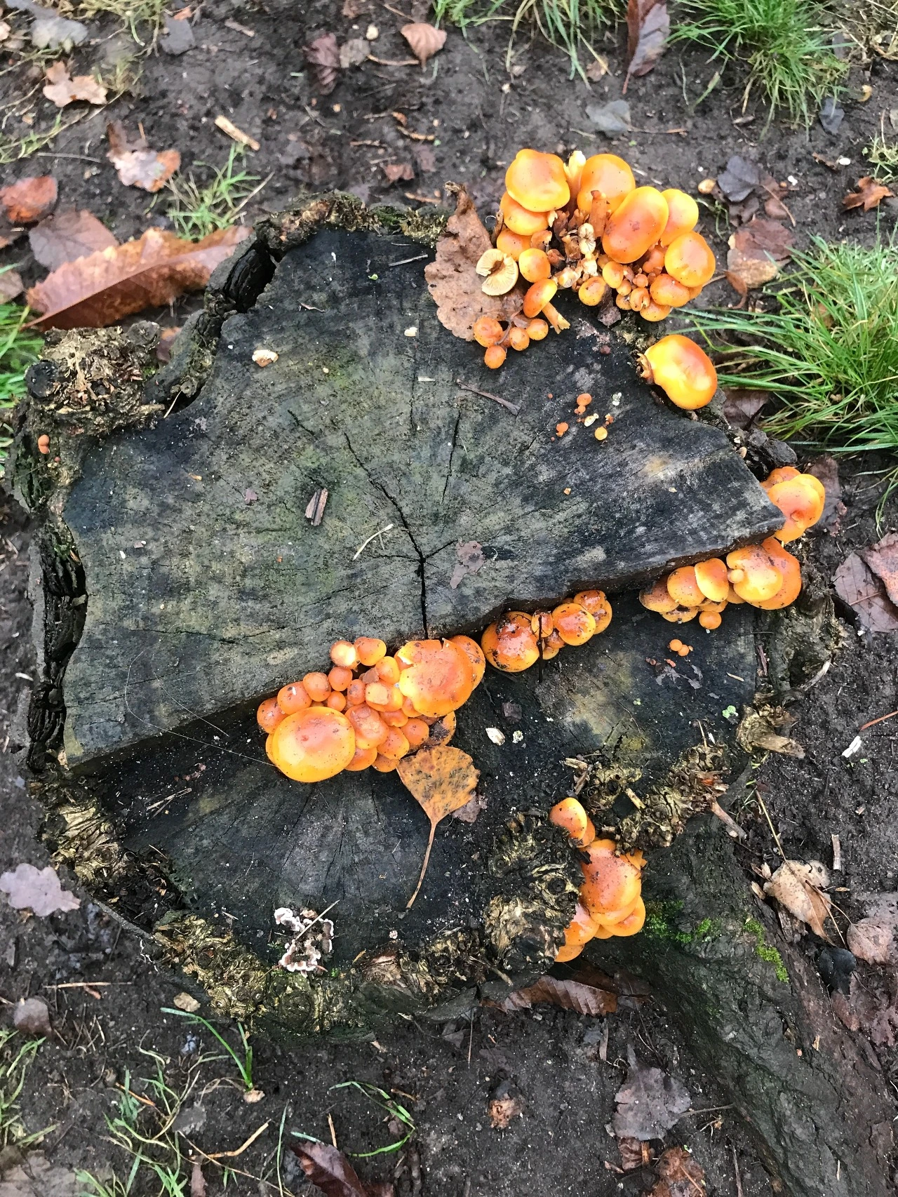 3.2 Mushroonondeadtree.jpeg