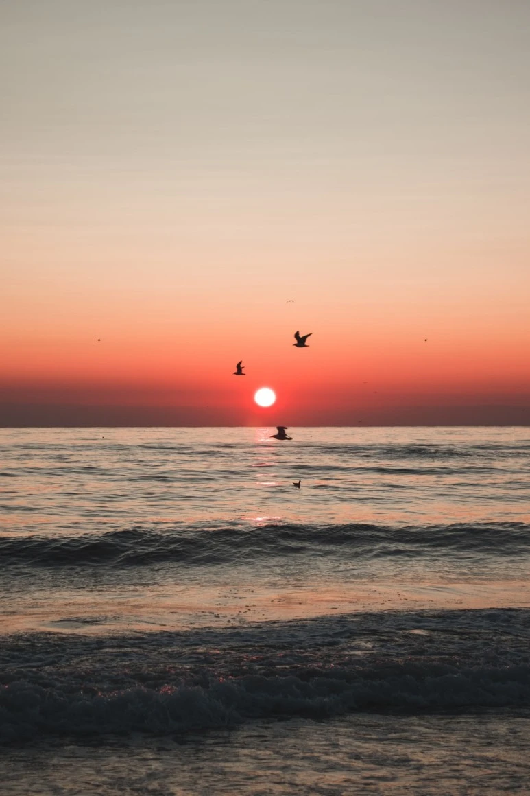 photo-1585477280412-633abe639bd4.jpg?type=w773