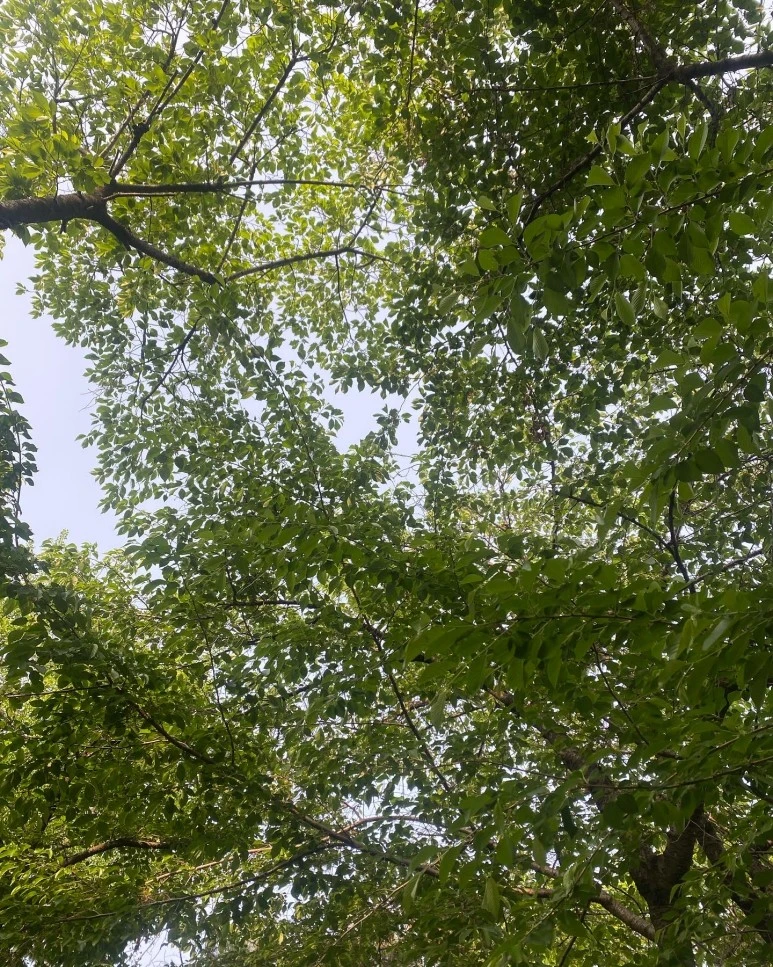 D3E357D7-7AF9-4A47-8711-CE678D68C7D5.JPG?type=w773