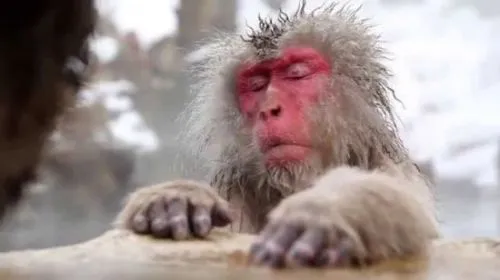 274BC446574C4AAD341ECC