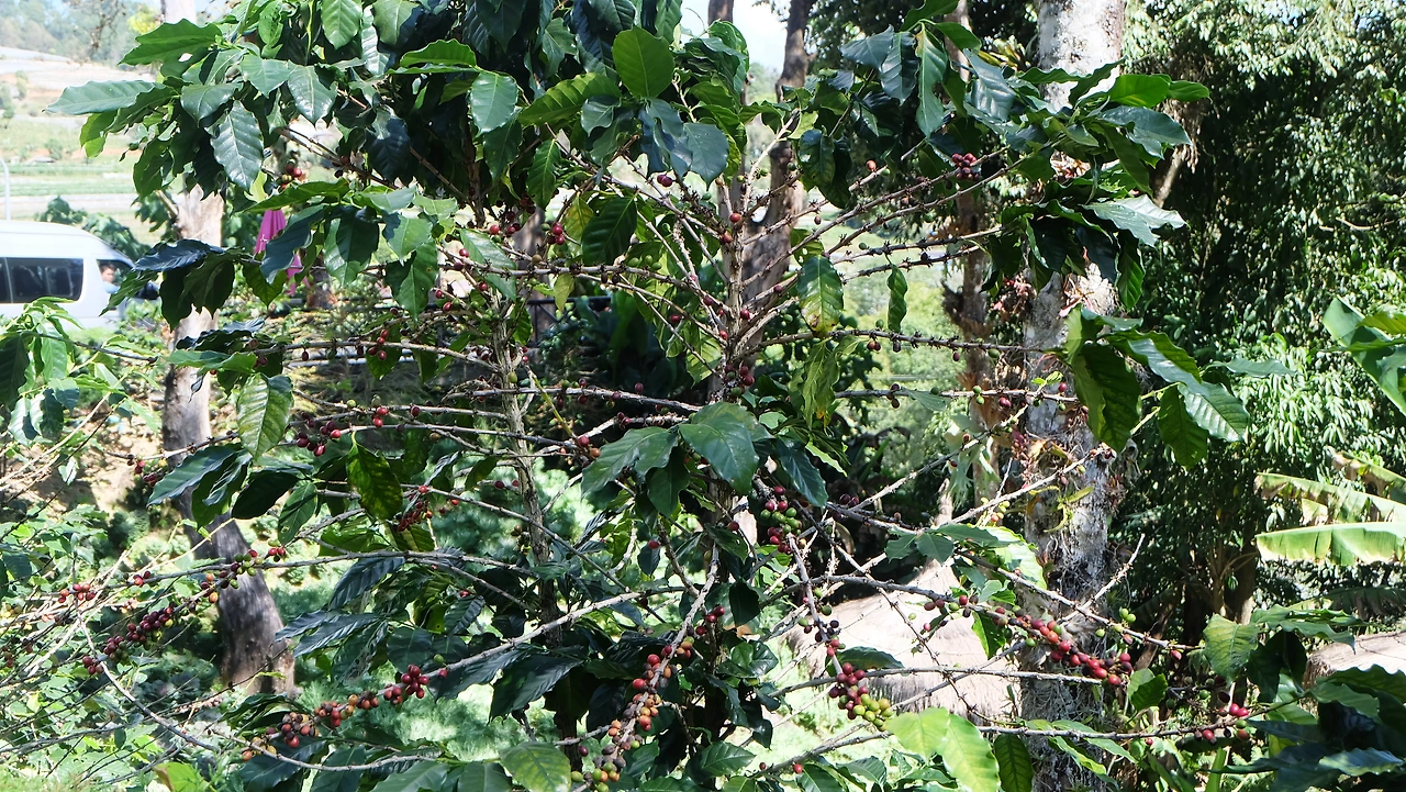 06 치앙마이 1 (2).JPG