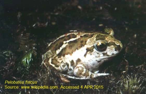Pelobates_fuscus_fuscus.jpg