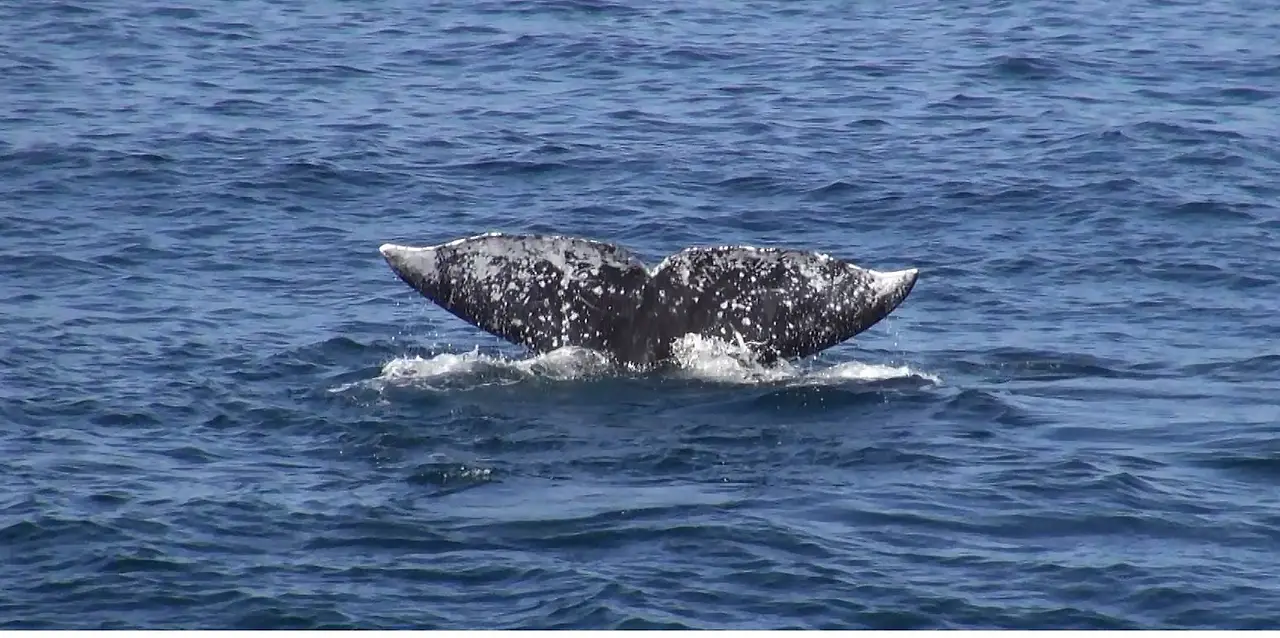 gray_whale_tail.jpg